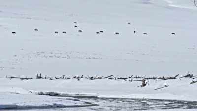 They follow the river,
unhurried, - Epic Yellowstone