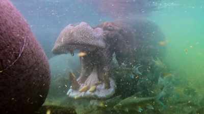 They forage for scraps
stuck between his teeth, - Our Great National Parks
