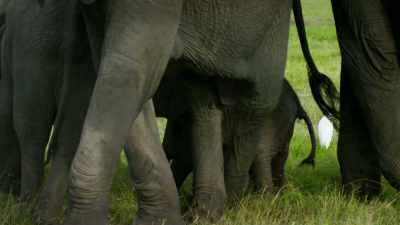 They form a barricade
around the baby. - Serengeti