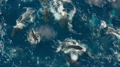 They form super-groups, hundreds strong. - Our Planet
