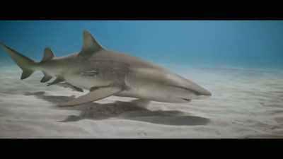 They found that crab - Envoy: Shark Cull