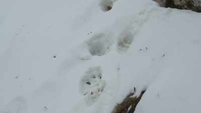 They had fresh
tracks here yesterday, - Ghost of the Mountains