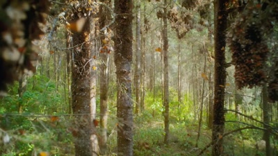 'They gather here
in this one high-altitude forest - A Year on Planet Earth