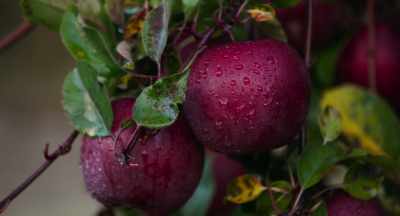 They get disease on the leaves - The Pollinators