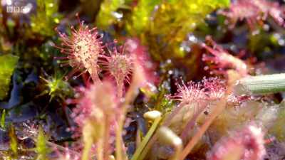 They get their name
from the glistening drops that - Wales: Land of the Wild