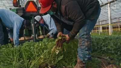 They were getting fresh, leafy
greens from us. So we're out. - Food and Country