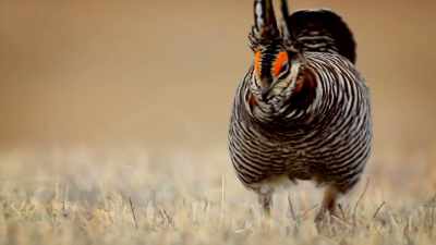 They give it all they have
and they display - United States of Animals