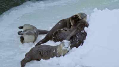 They go from one hole
in the ice to another - Yellowstone: One-Fifty