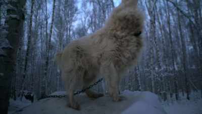 They got so much energy they
don't know what to do with it. - Life Below Zero: Next Generation
