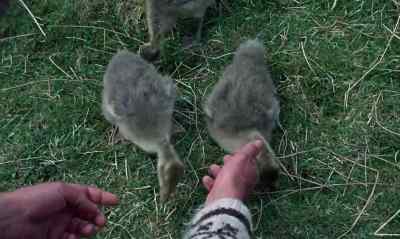 They were gray-lag geese... - Ring of Bright Water