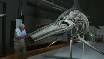 They grew up to 10 meters long, - Attenborough and the Sea Dragon