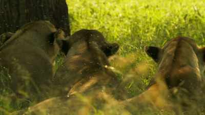 THEY GROWL - Serengeti