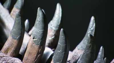 THEY HAD THESE TEETH - Dino Hunters