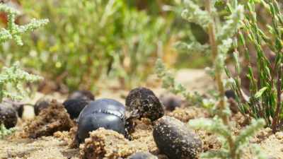 They have a particular fondness
for antelope droppings. - The Green Planet