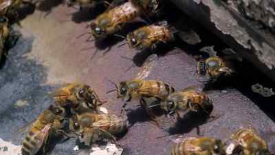 They have a remarkable method of
telling one another - Micro Monsters with David Attenborough
