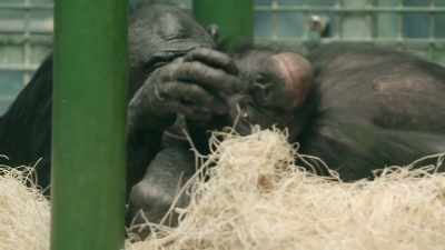 They have a very close
relationship, - Secrets of the Zoo