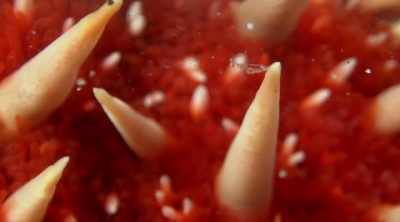 They have a very toxic venom,
and persistent bleeding, nausea, - Kings of Pain