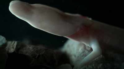 They have adapted to living in a cave, - Welcome to Earth
