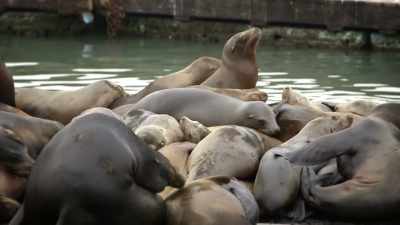 They have to be in close proximity
to each other. - United States of Animals