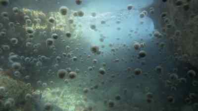 They have been swept inshore... - Prehistoric Planet