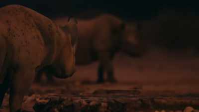 They have bred so successfully - Our Great National Parks