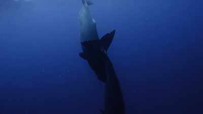 They have to conserve their energy
to get down to that depth, - Secrets of the Whales
