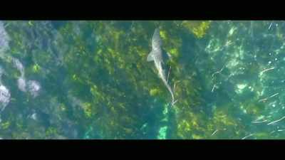 They have drone shark
surveillance and lifeguards." - Envoy: Shark Cull