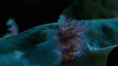 They have feathery gills
which enable them to breathe underwater, - Seven Worlds, One Planet