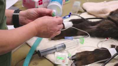 They have given him antibiotics
in case there's a septicemia. - Secrets of the Zoo