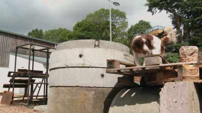 They have to have that strength,
that awareness. - Inside the Mind of a Dog
