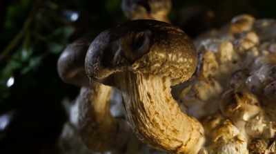 They have incredible capacity - Fantastic Fungi