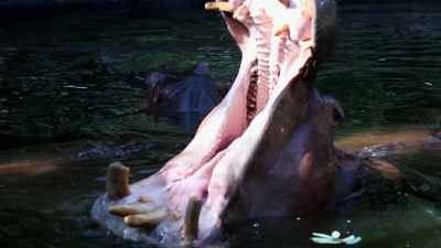 They have jaws that
open 180 degrees - The UnBelievable with Dan Aykroyd