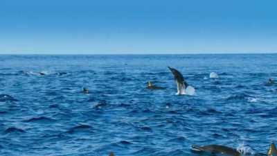 They have located the shoal
using their echo-sounding calls. - Blue Planet II