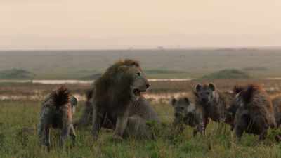 They have no choice,
but to break off and try to get round - Dynasties