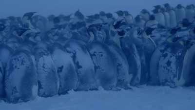 They have no choice,
but to break off and try to get round - Dynasties