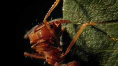 They have sharp powerful jaws which
slice through the toughest leaves. - Micro Monsters with David Attenborough
