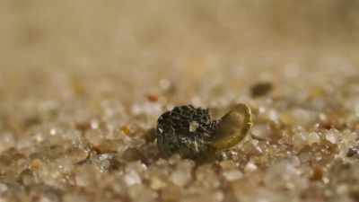 They have shell to protect
the seeds within from abrasion - The Green Planet