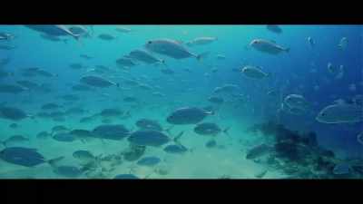 They have the basic elements
that all vertebrates have. - Seaspiracy