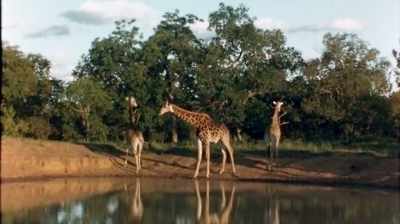 They have very
efficient blood pressure - The Woman Who Loves Giraffes