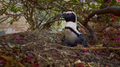 They haven't eaten
since the day before yesterday, - Penguin Town