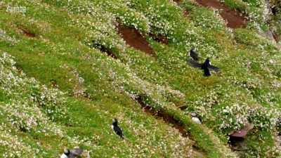 They head to the exact same burrow
they used last year. - Wales: Land of the Wild