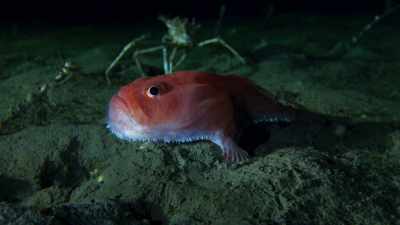 They help it shuffle about
on the sea floor. - Blue Planet II