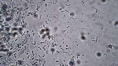 They help us break down food,
reabsorb nutrients and vitamins, - Human: The World Within