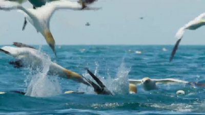 They hit the water at over 60mph. - Wild Isles