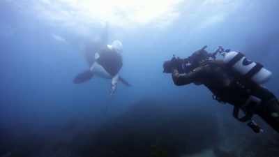 ''They hone their incredible skills,'' - Secrets of the Whales