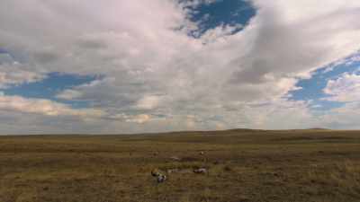They hoped to find
some buffaloes to kill - The American Buffalo
