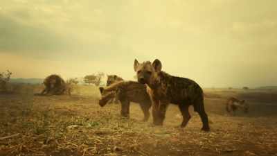 THEY HOWL - Serengeti