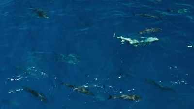 They hunt in great packs, hundreds strong. - Our Planet