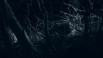 They were hunted to extinction
in Sweden and Finland, - Wild Nordic