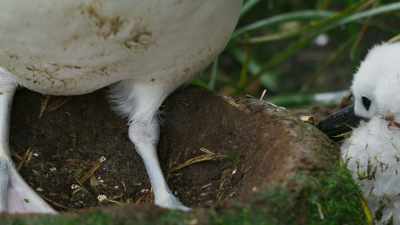They identify them
by finding them on the nest. - Seven Worlds, One Planet